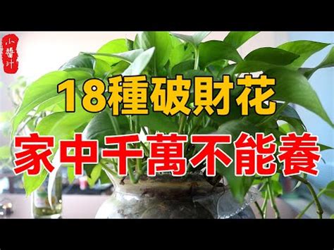 門口放竹子|【門口擺開運竹旺財運？風水大師教你擺法】